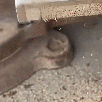 ✨ Disfruta de libertad y versatilidad sin límites 👷